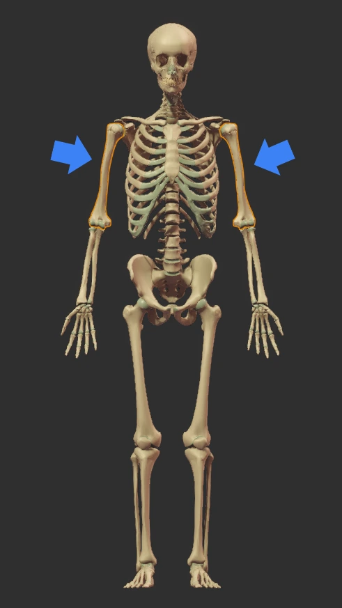 Humerus Location